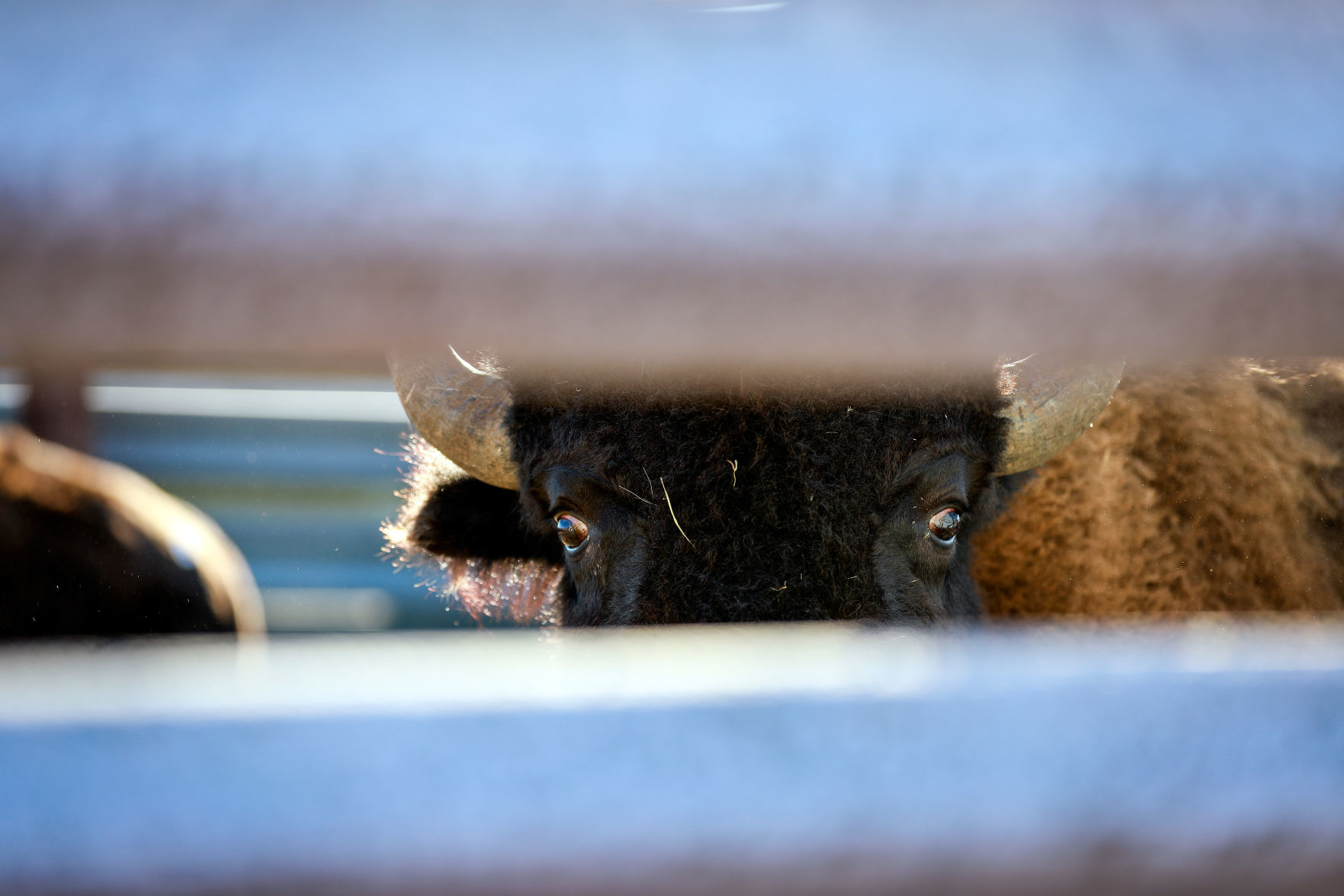 Bison Round Up and Wind Cave National Park